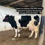 Продам телочку трёх лет