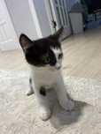 Котенок отдам в хорошие руки