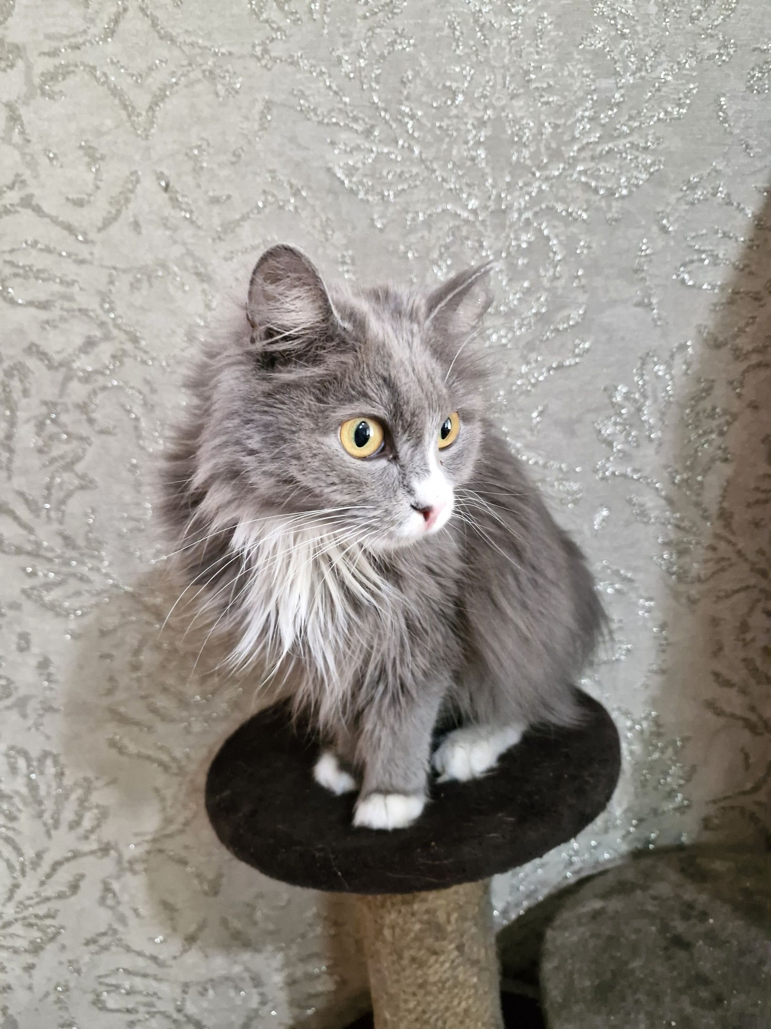 Отдам кошку бесплатно