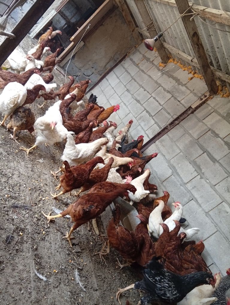 Продам всё для дома