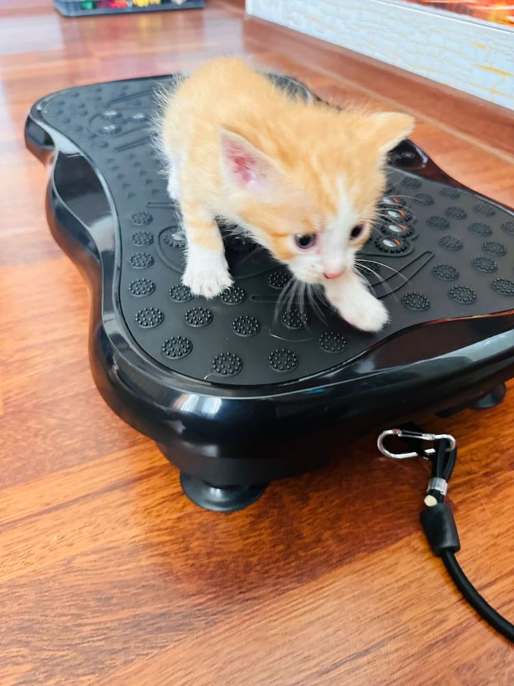 Котята отдам бесплатно