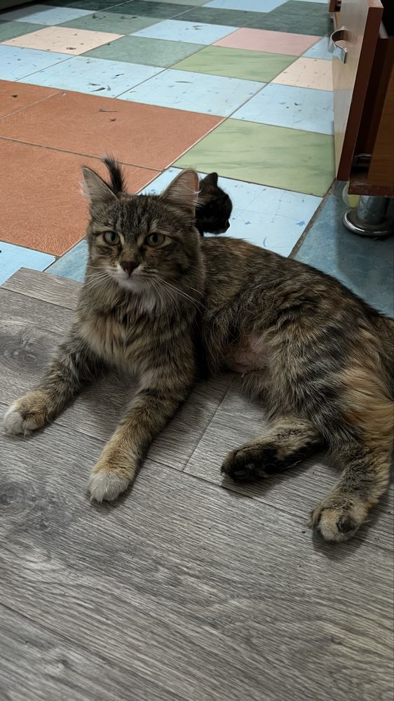 Отдаю бесплатно котят
