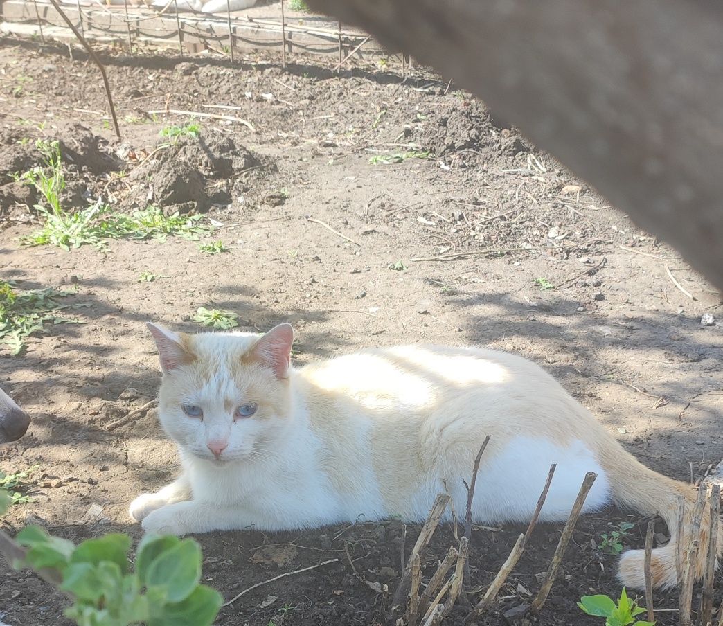 Кот Тимофей, кастрирован