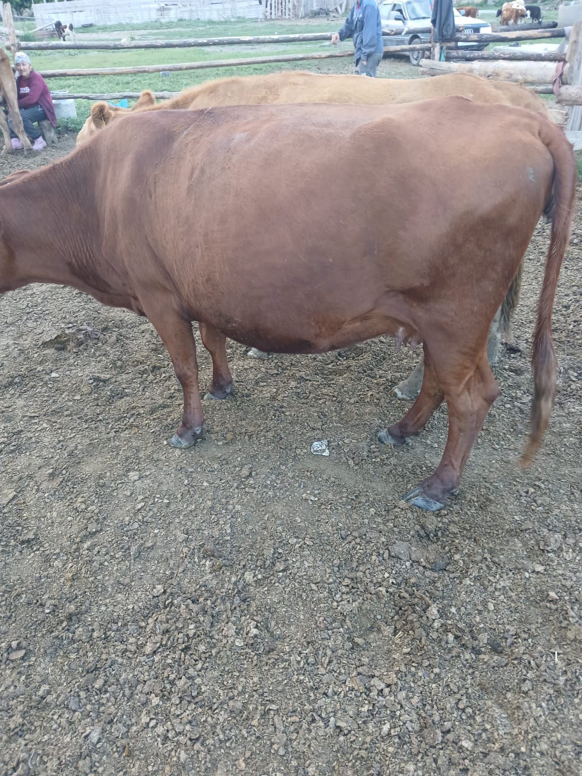 Продам жирные молодой корова