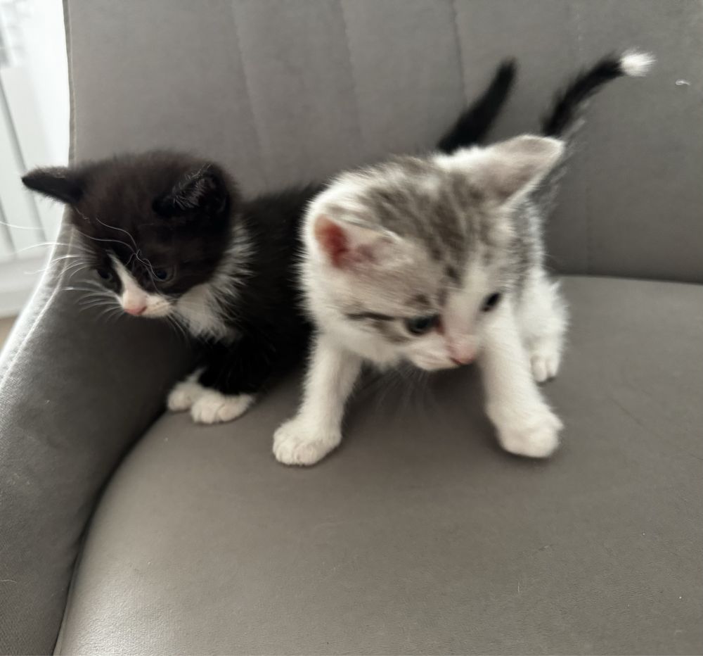 Котенок комочек счастья