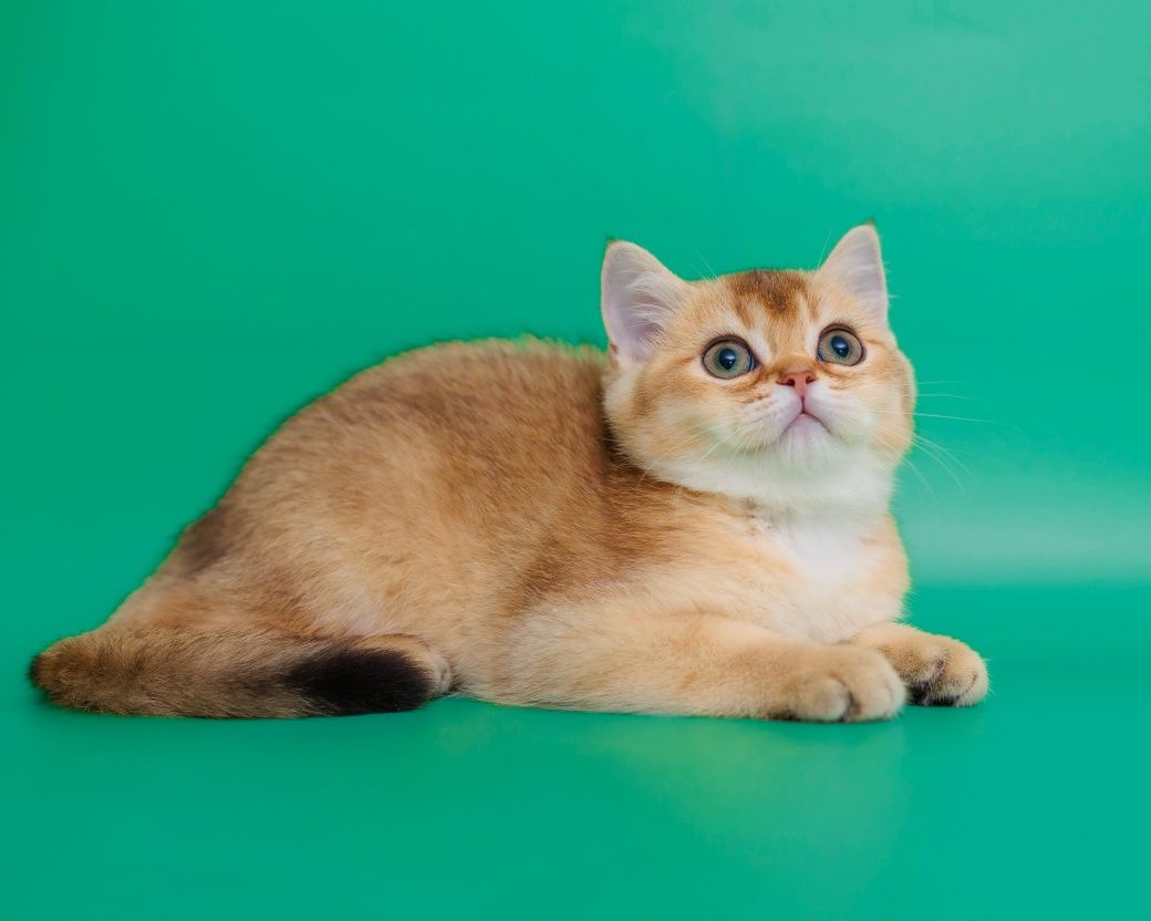 Золотые котята. Золотой котенок