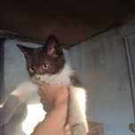 Отдам котенка мальчик