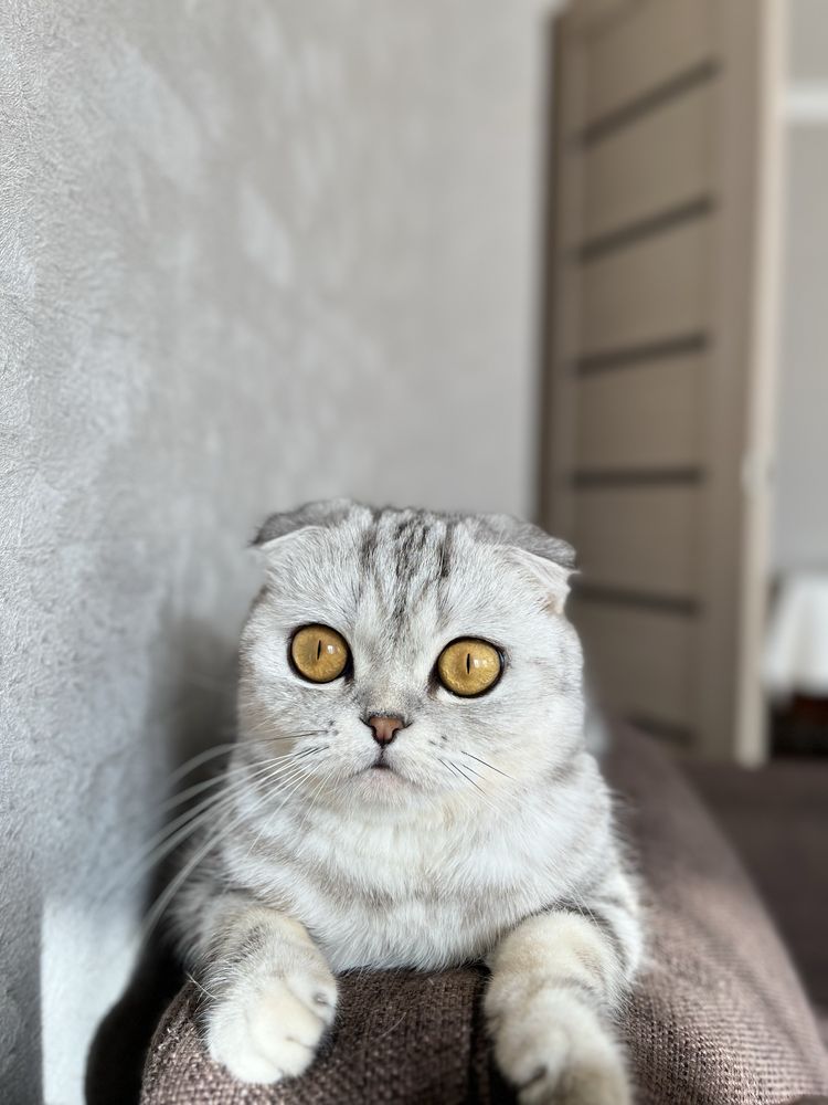 Шотланская вислоухая кошка
