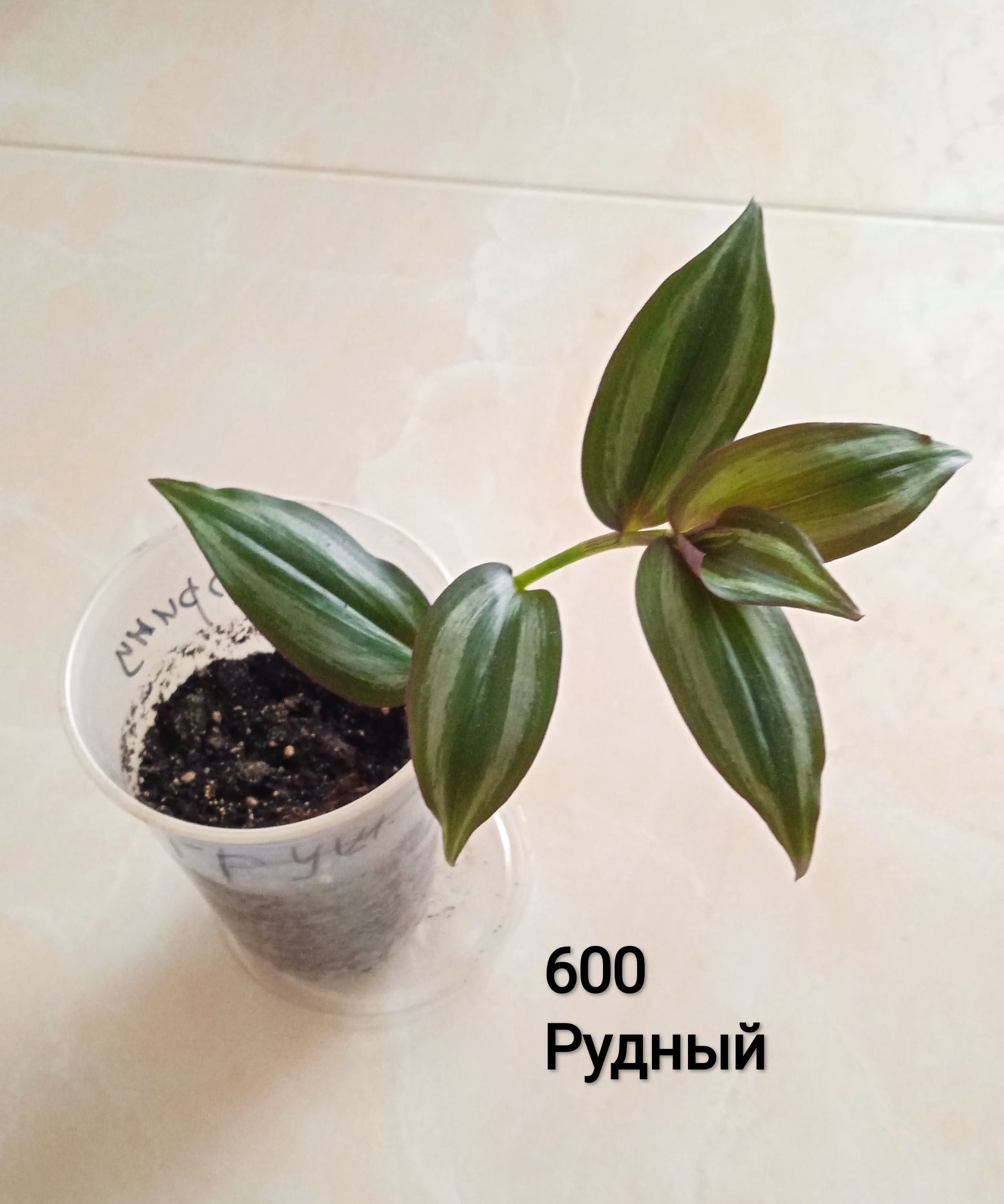 Продам цветы садовые, и другие