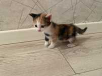 Отдам котенка в добрые руки