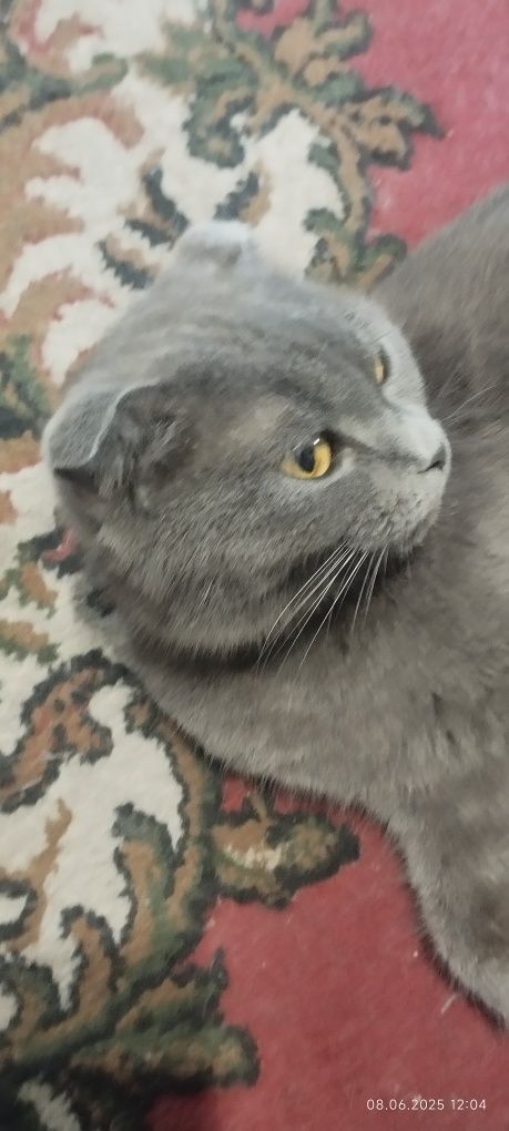 Дарю котят бесплатно