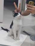 Котёнок 3 месяца мальчик