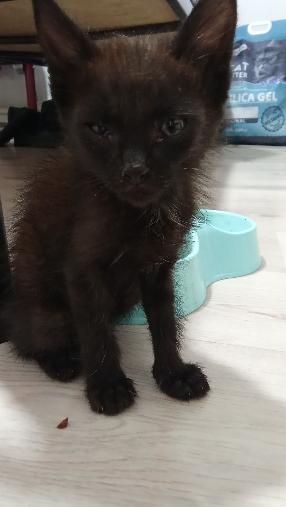 Отдам котенка даром