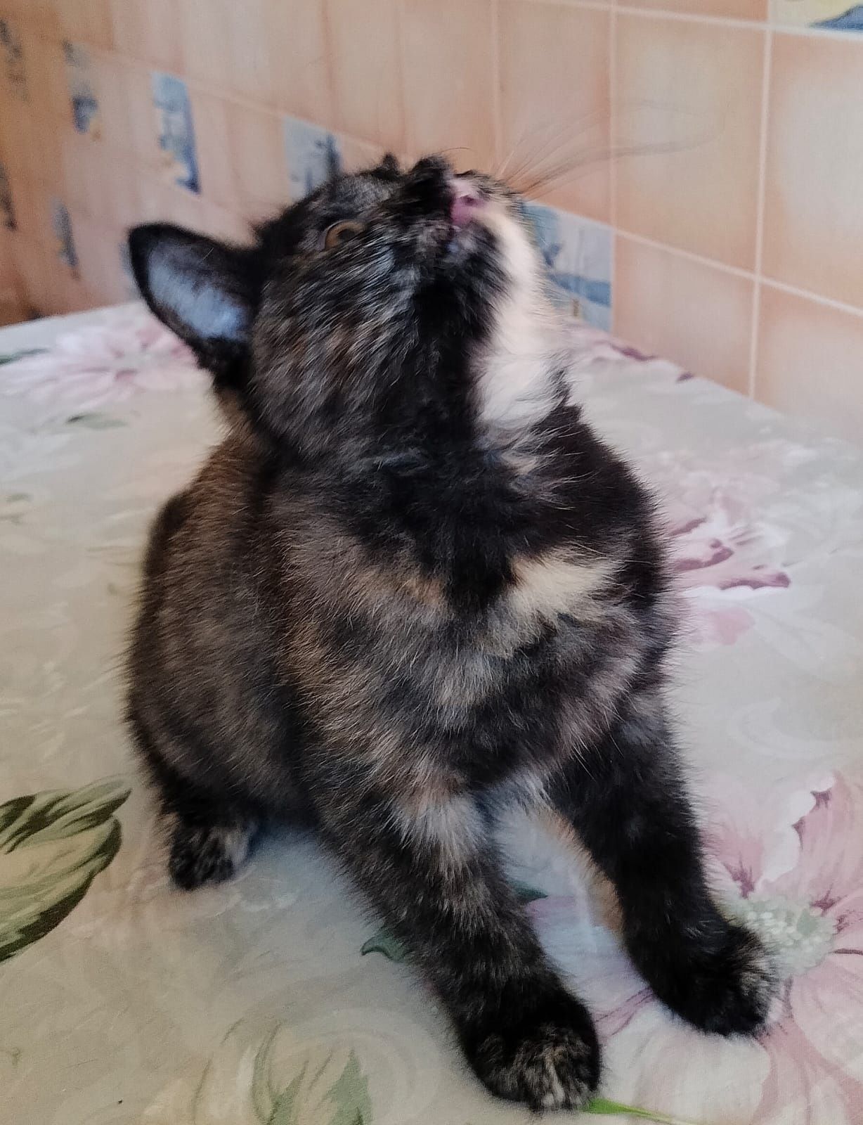 Кошечка ищет дом..