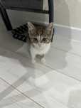 Котенок мальчик  бесплатно в добрые руки