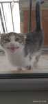 Котенок  маленький
