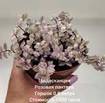 Традесканции разных сортов