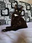 Котенок ищет дом
