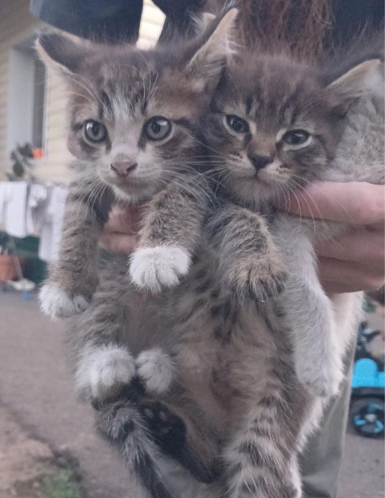 Отдам котят в хороошие руки
