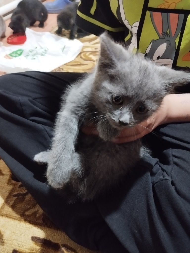 Красивые, милые  котята