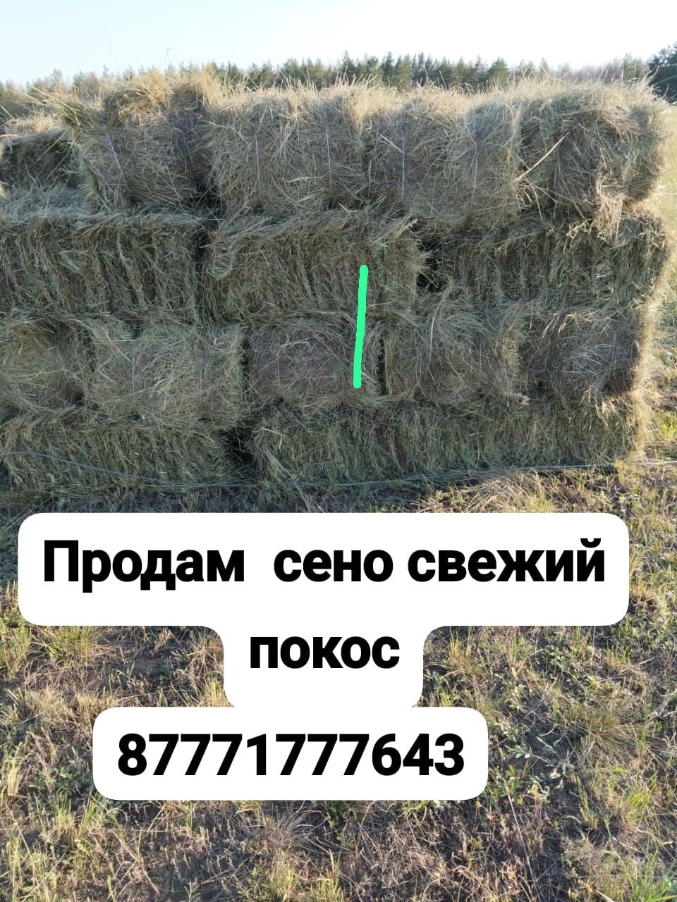 Продам сено в тюках цена договорная