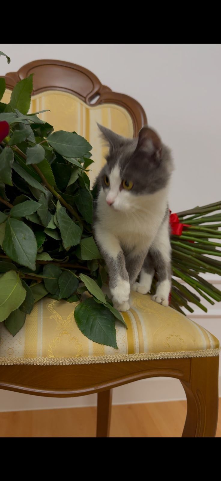 Котята, отдам в хорошие руки