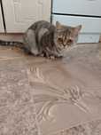 Отдам кошку в хорошие руки