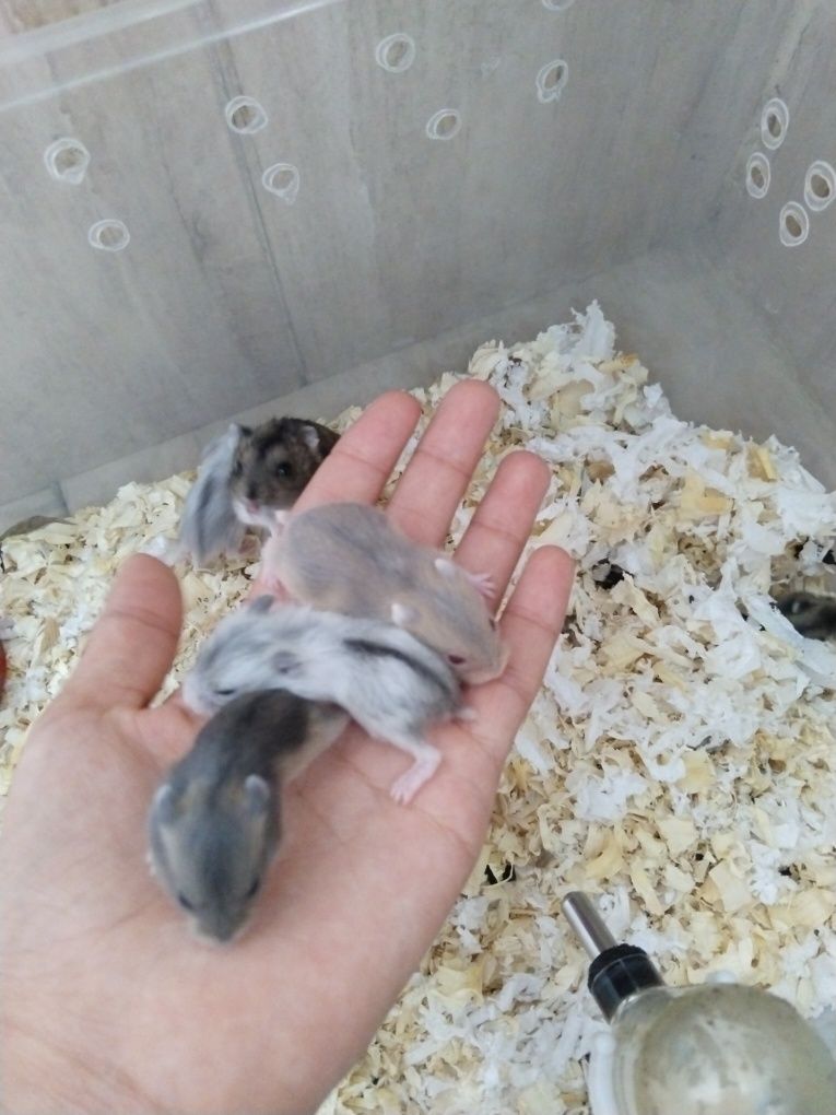 Продам хомяки джунгарский