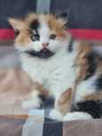 Продам шотландского котёнка