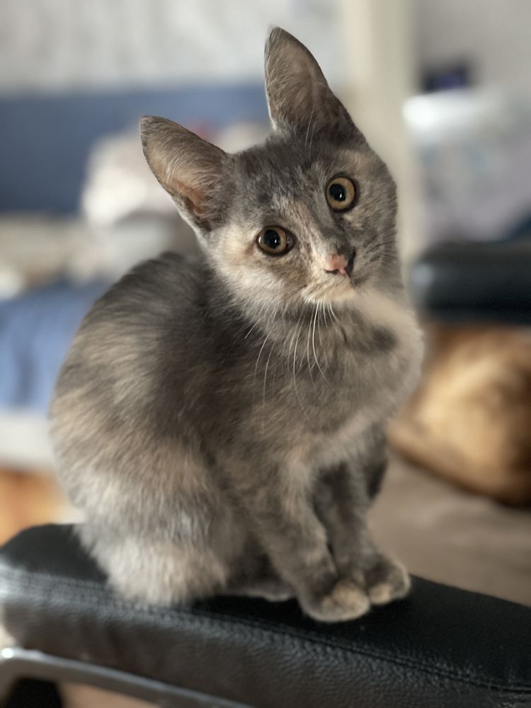 Котят ищут любящую семью