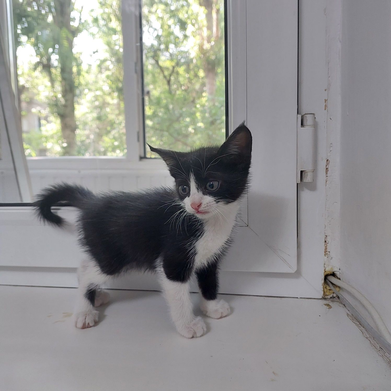 котятя 3 месячные