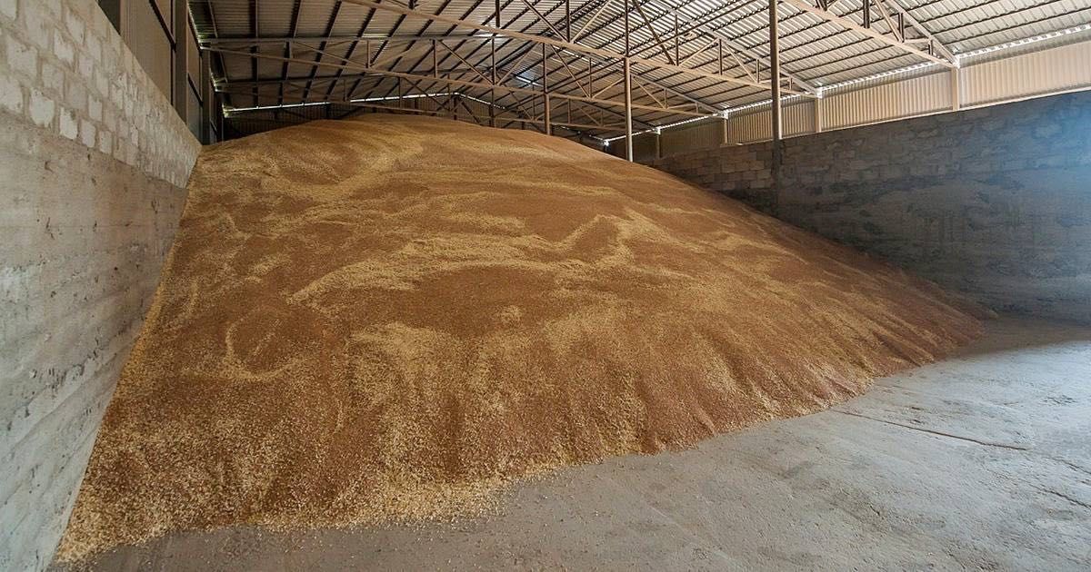 Продам пшеницу кормовую