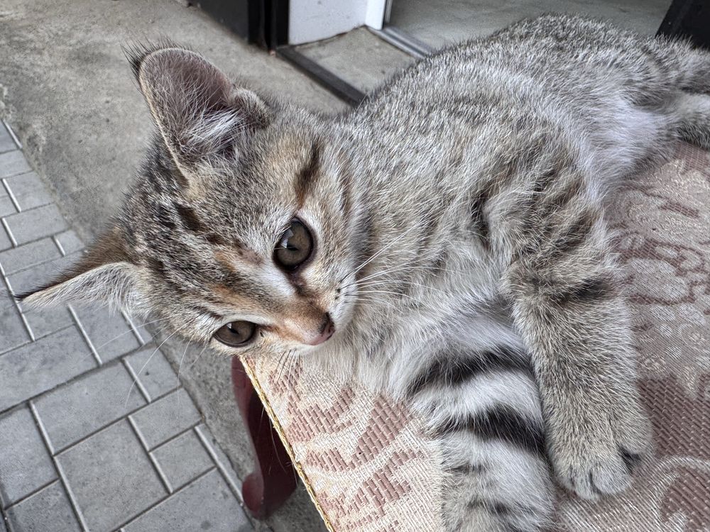 котенки,2 девочки