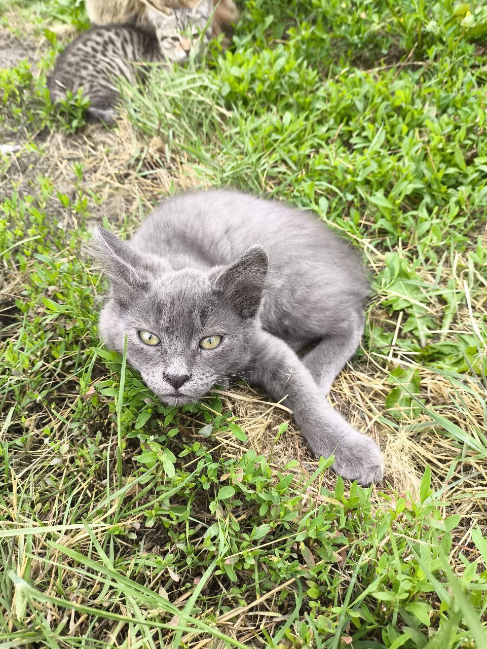 Отдадим Котят в добрые руки