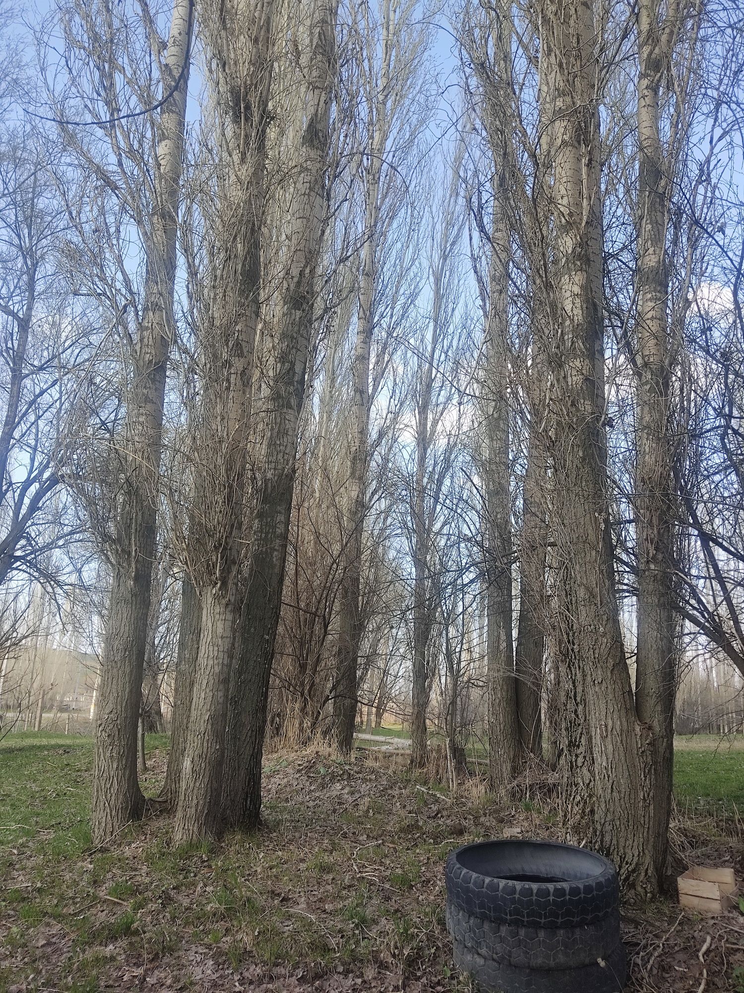 Теректер сатылады.
