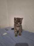 Котёнок и кот продам