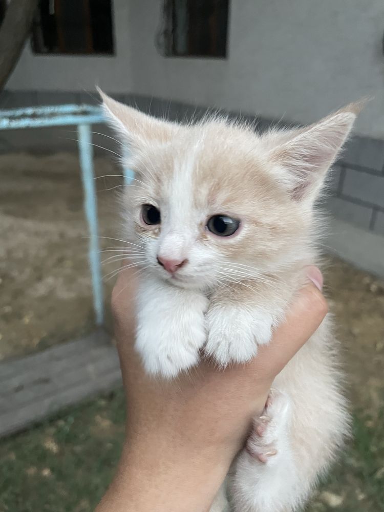 Светлые котята в светлые руки :)