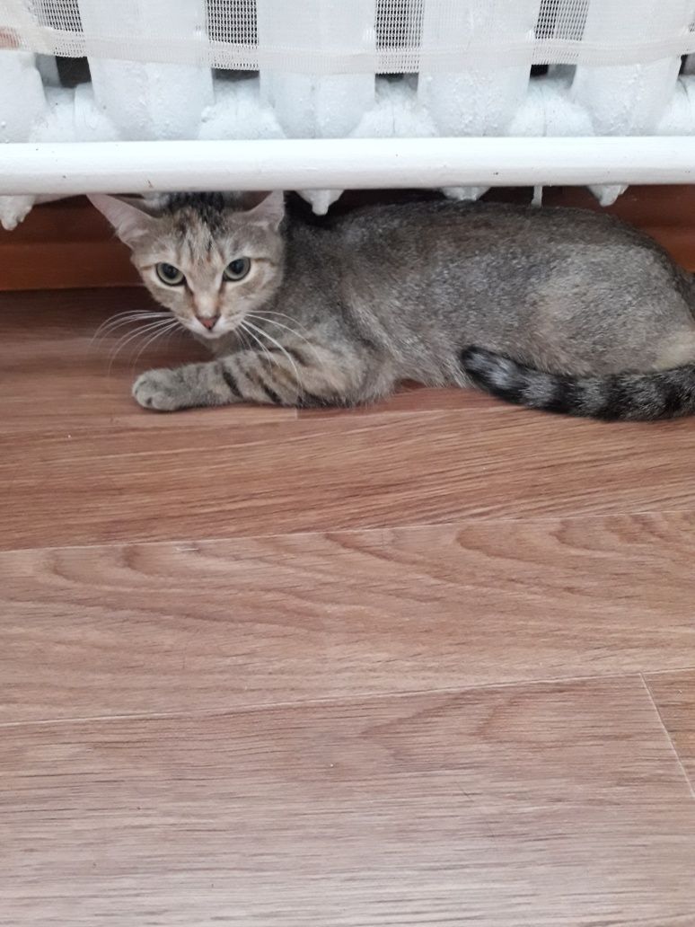 Кошечка пристраиваем
