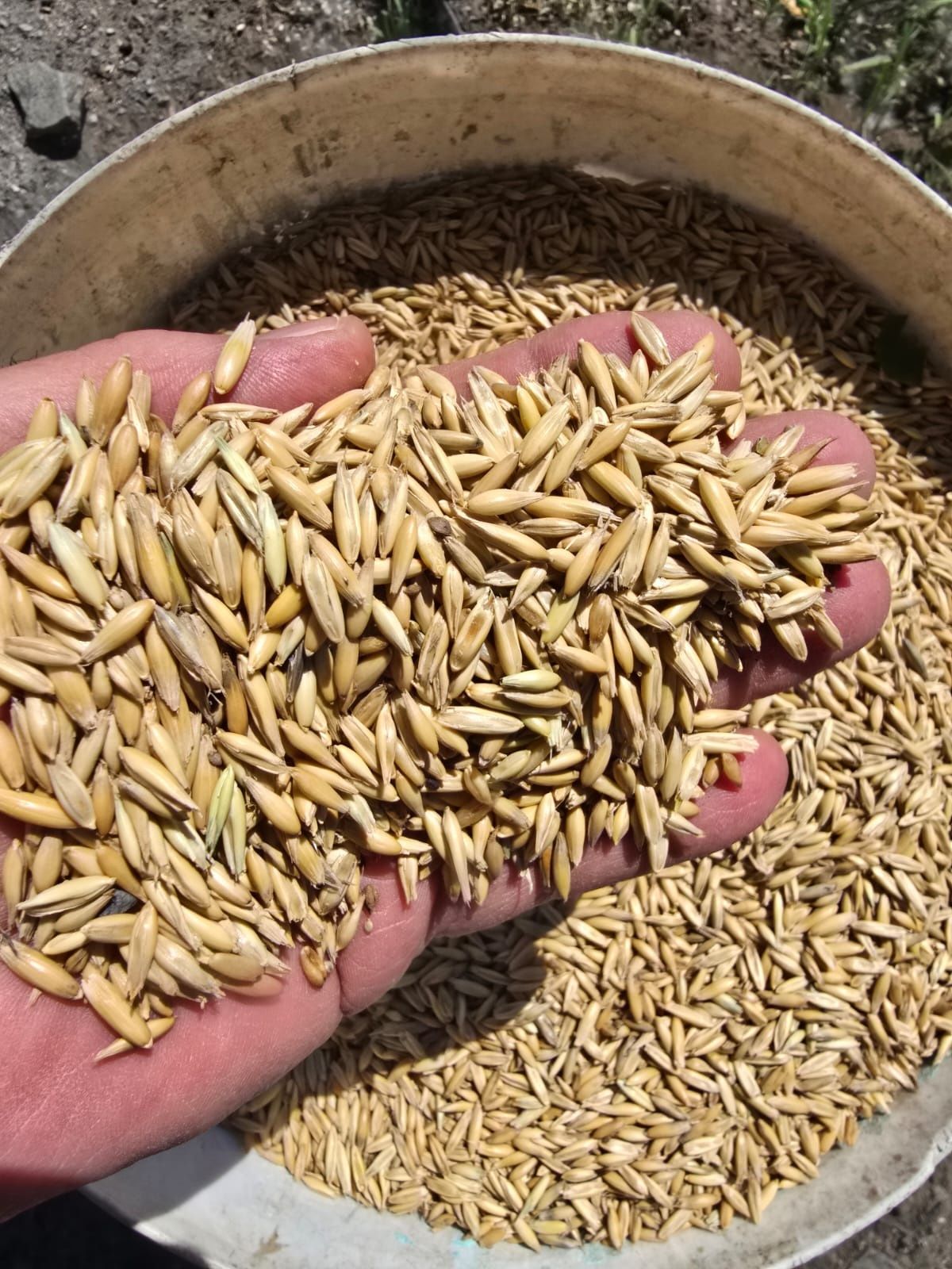 Продам ячмень,овес, пшеницу с доставкой