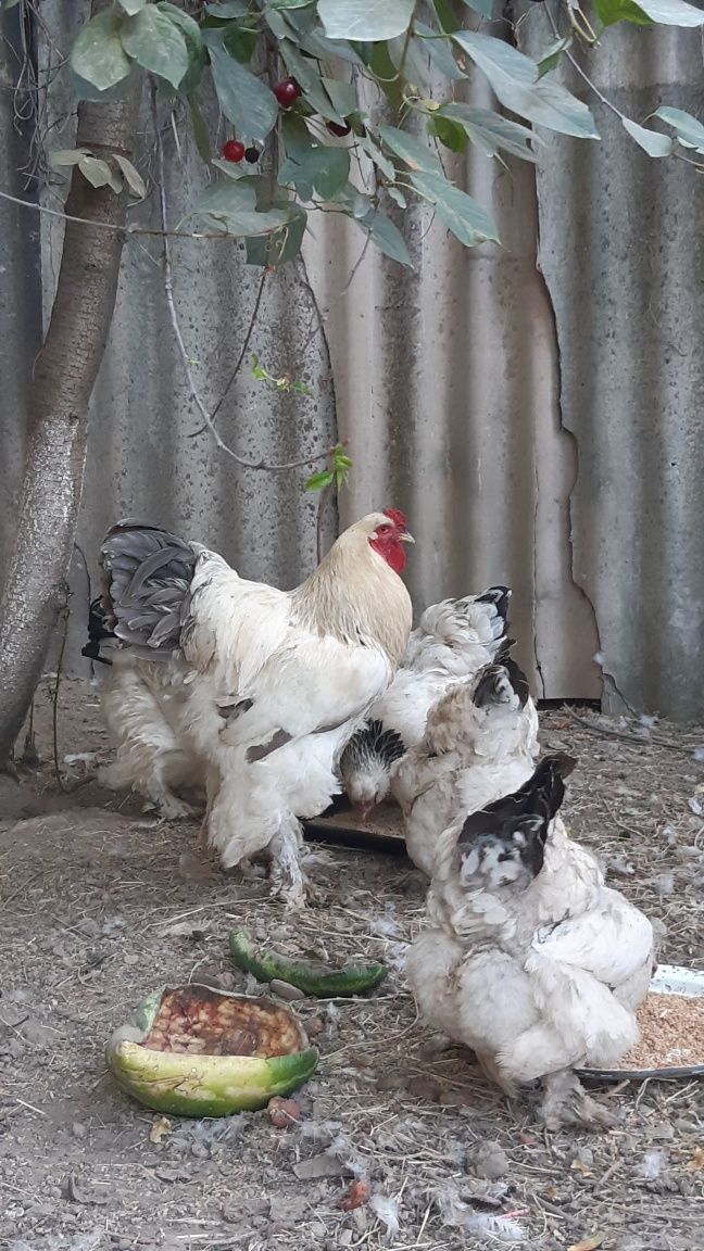 Курицы пород Брама