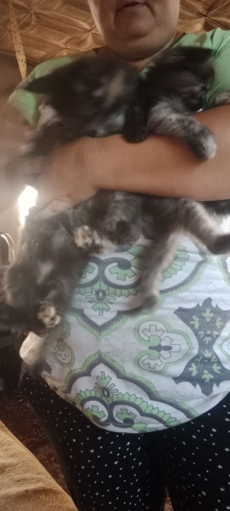 Продам котят майнкуйна