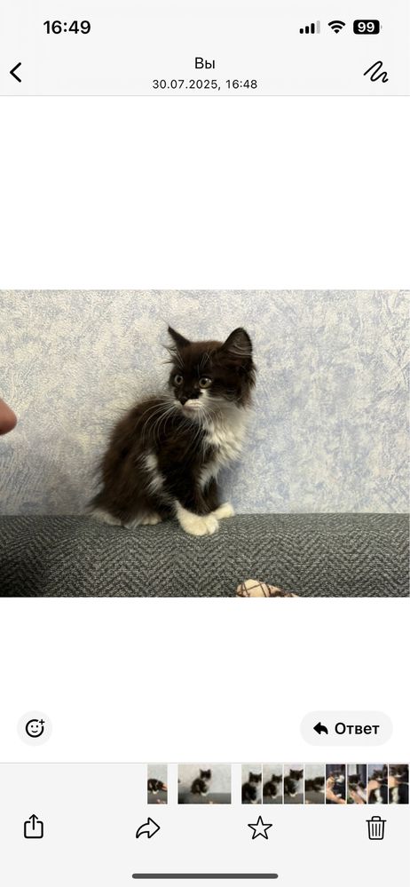 Отдам в добрые руки котенка