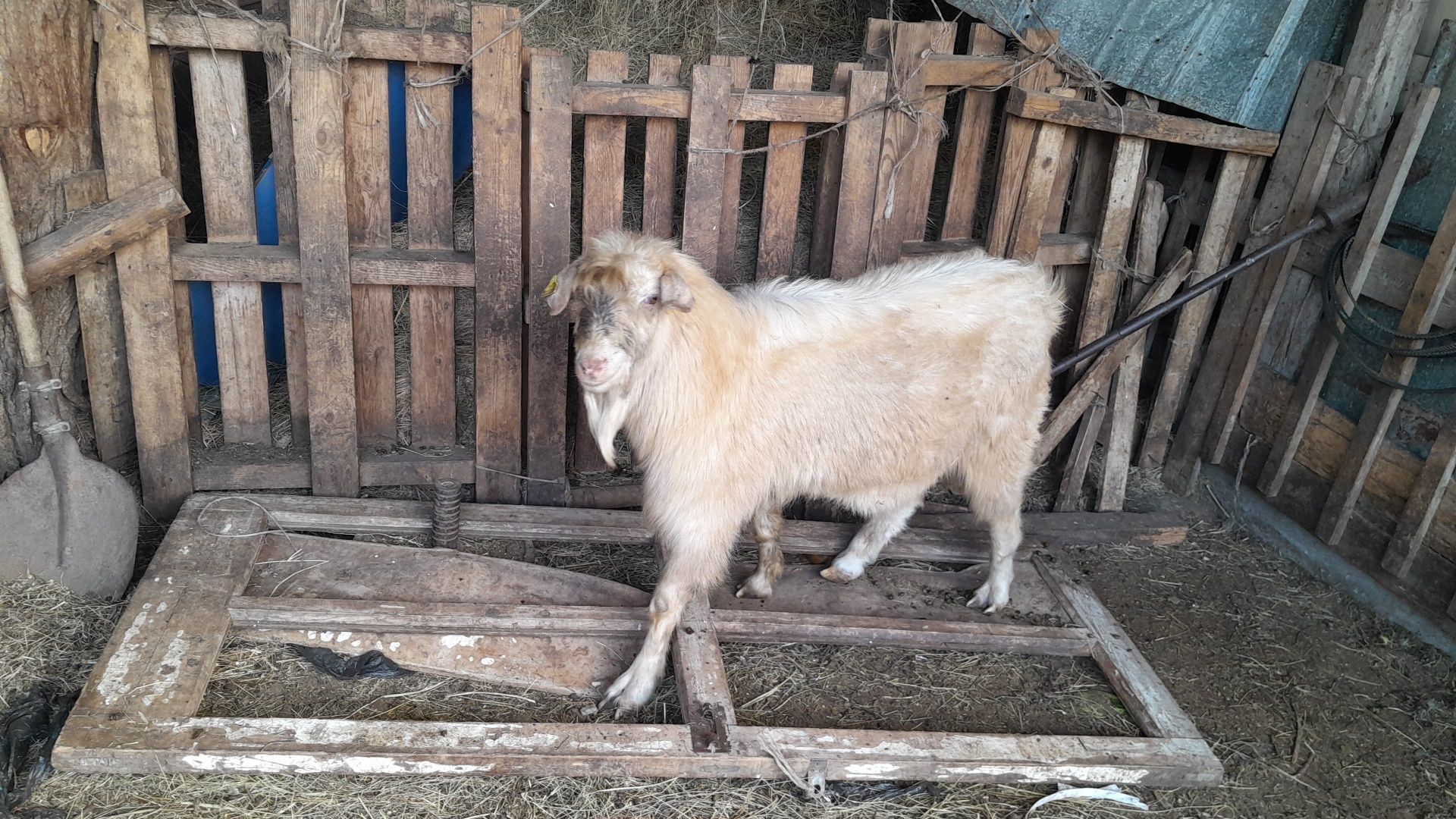 Козёл молочный заненский