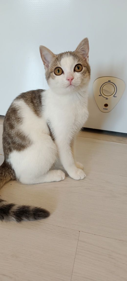 Отдам кошку к лотку приучена