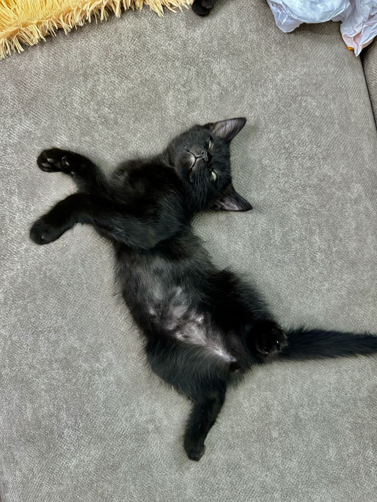 Ктоенок Котята в добрыые руки