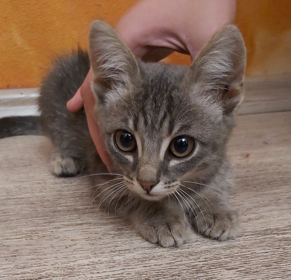 Котята-крыселовы 3 мес. Даром