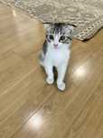 Котенок обсолютно здоровый!