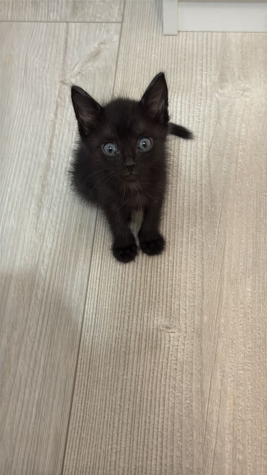 Отдам котенка бесплатно