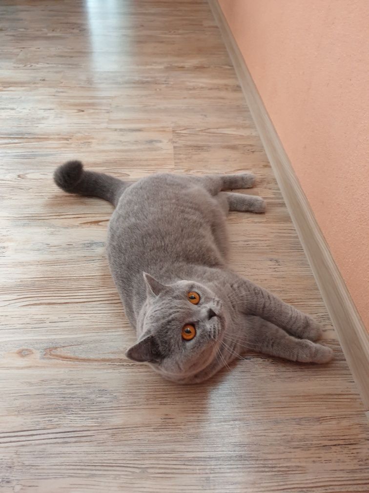 Британская кошка