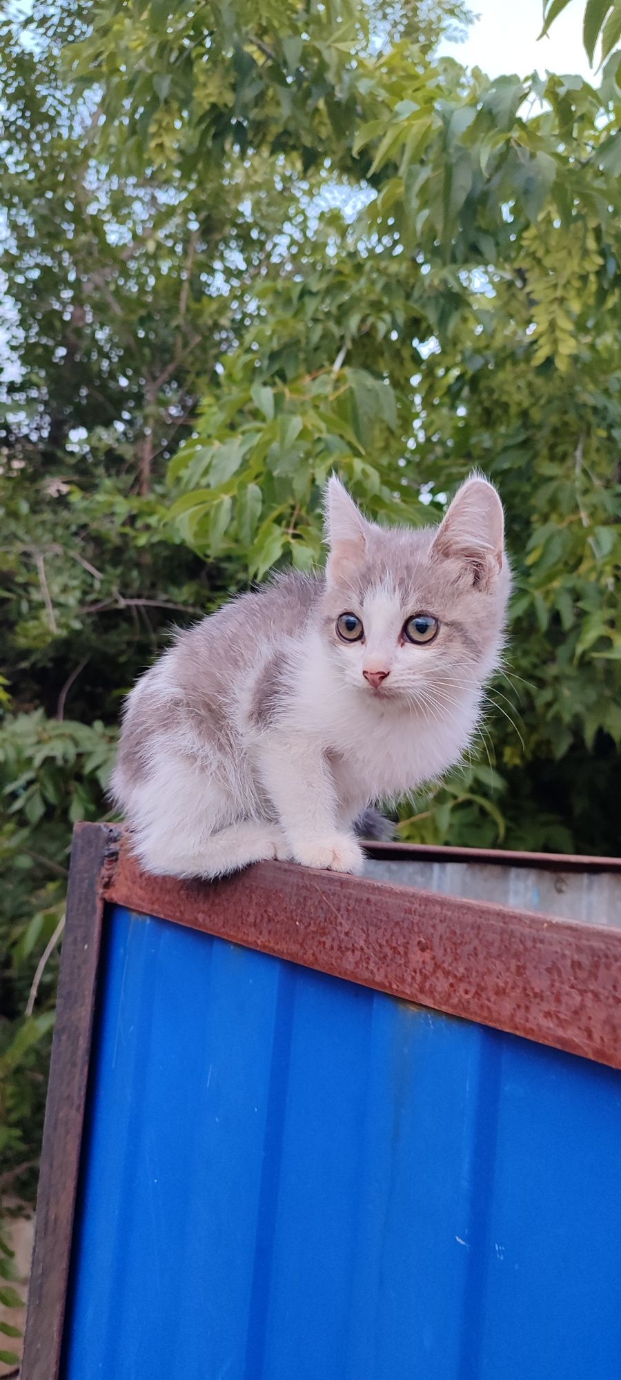 Отдам в добрые руки ласковую кошечку!
